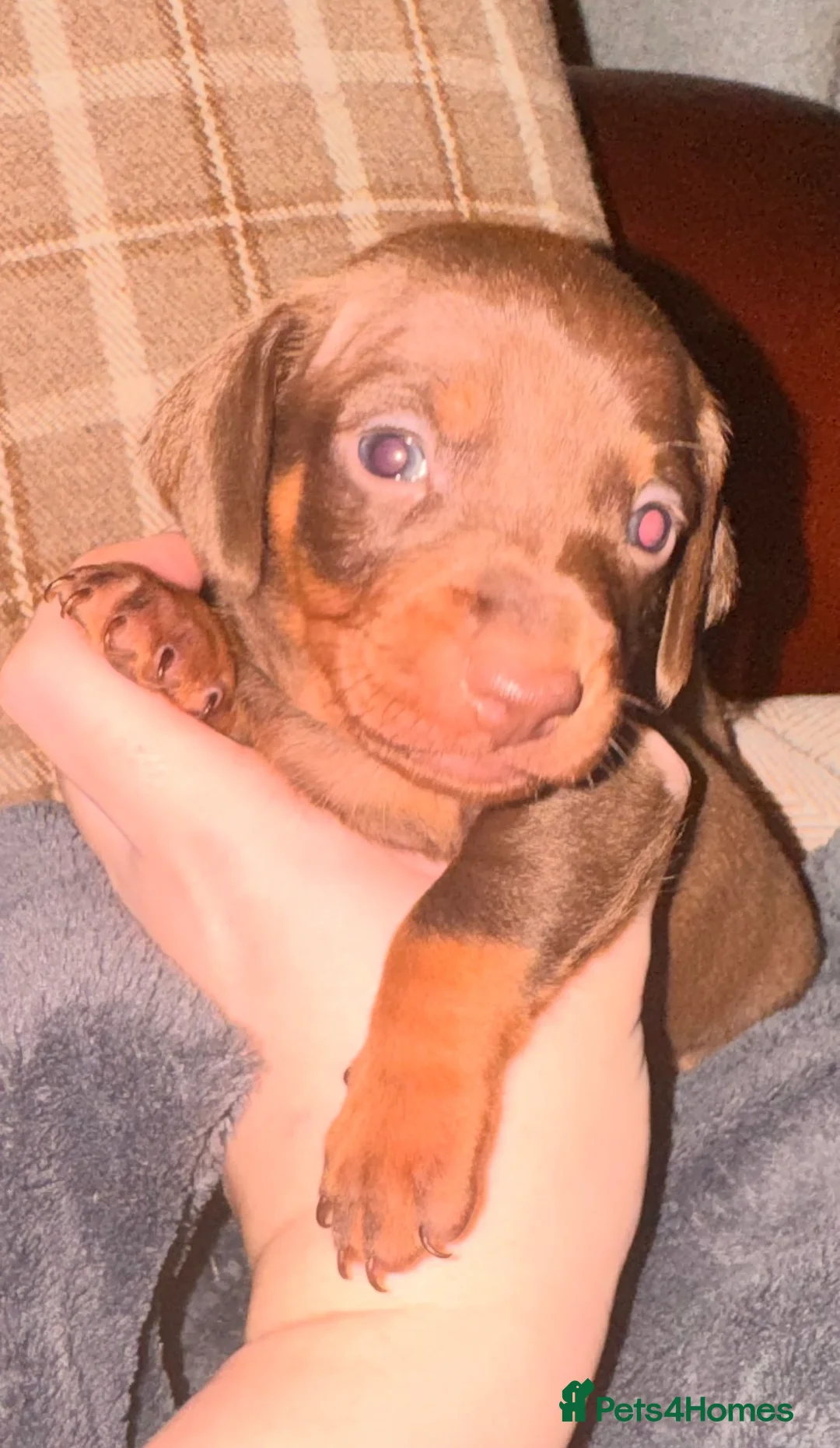 Miniature Dachshund dogs for sale: Because dachshund babies - Advert 3