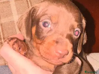 Miniature Dachshund dogs Beautiful dachshund pups - Advert 5