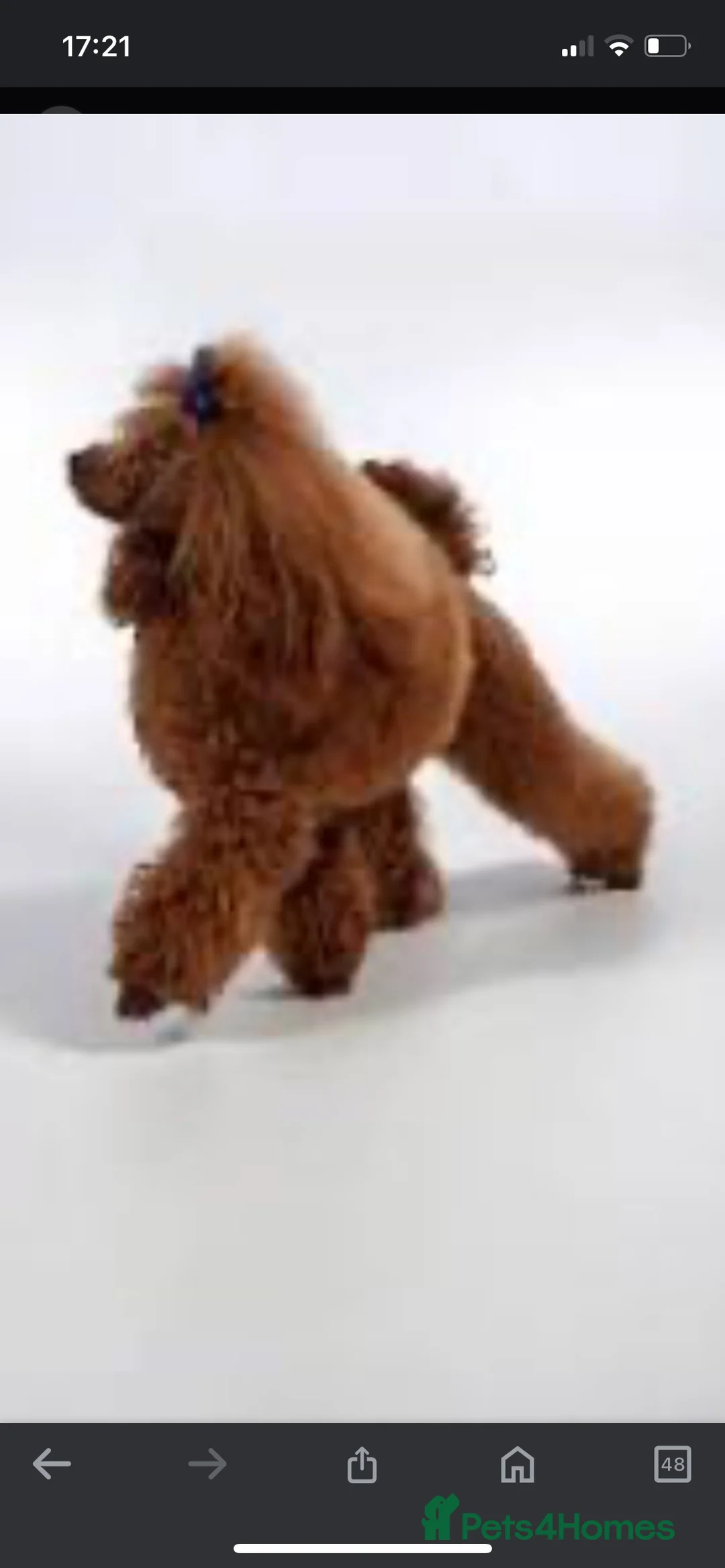 Miniature Poodle dogs for stud: Merlesque Top Gun mahogany mini poodle in Chorley - Advert 3
