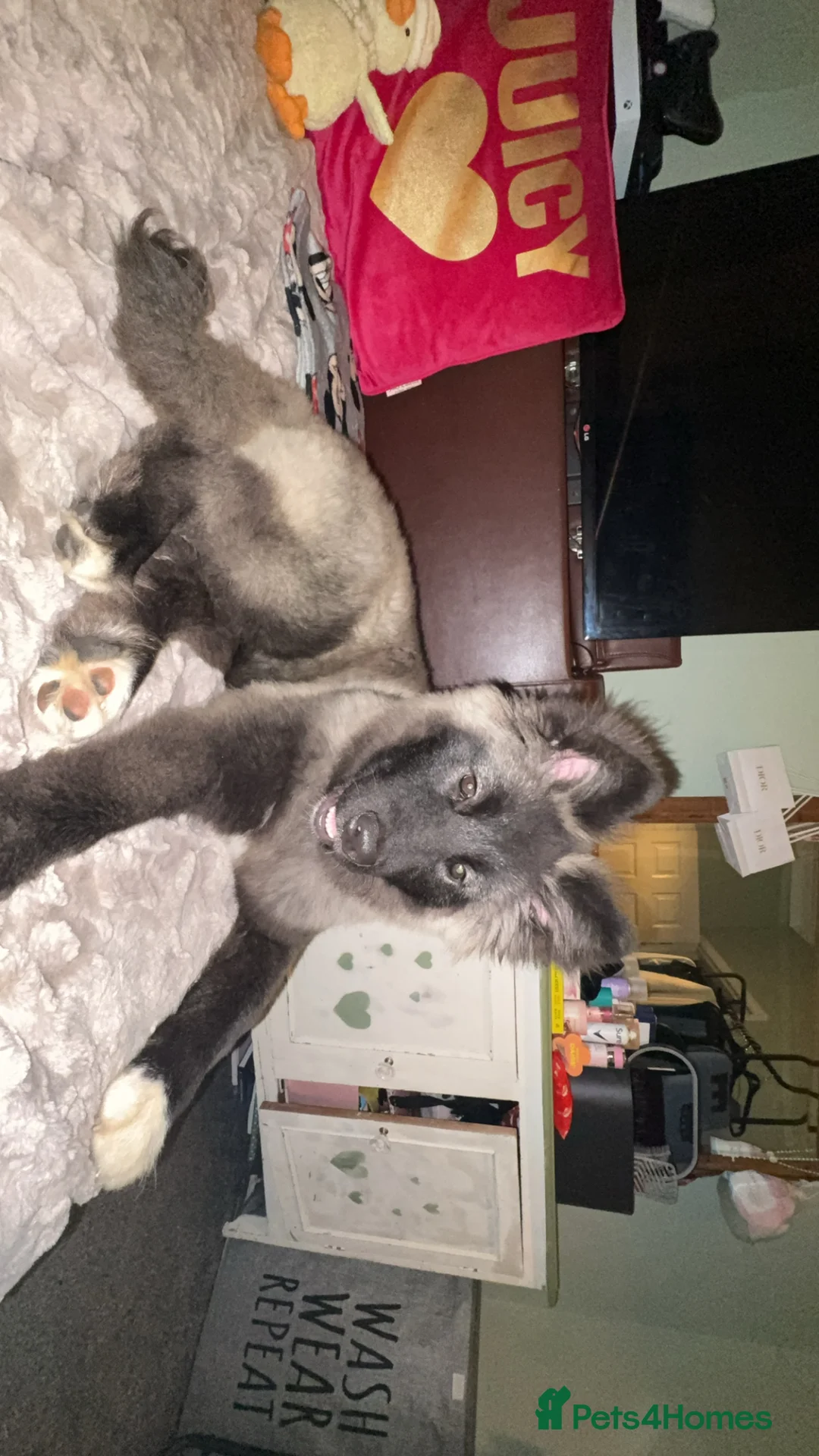 Huskita dogs for sale: Female Akita puppy  - Advert 2