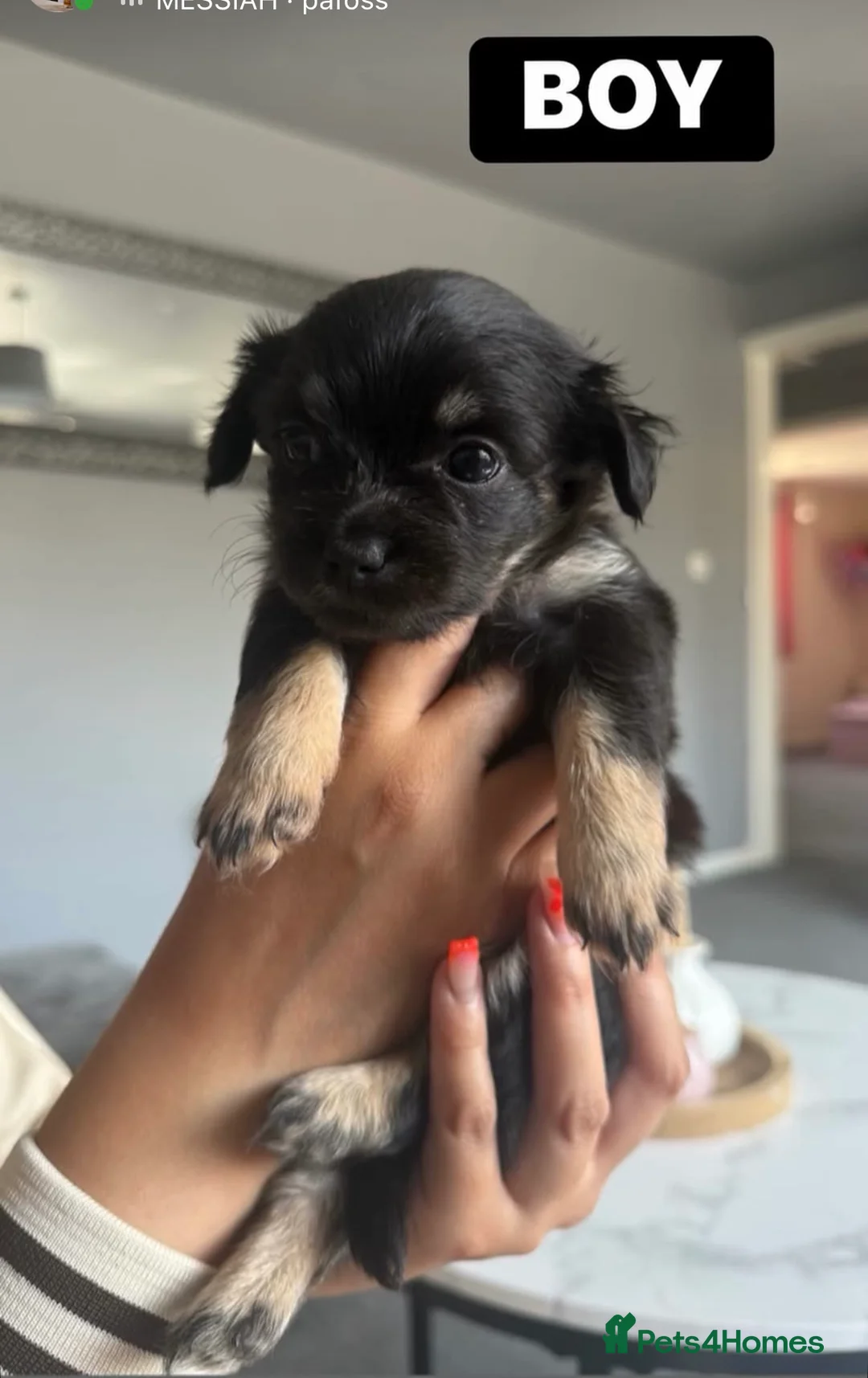 Chihuahua dogs for sale: 9 weeks old Chihuahuas ready to leave  - Advert 2