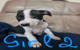 Staffordshire Bull Terrier dogs for sale: From Our Family to Yours - Image 4