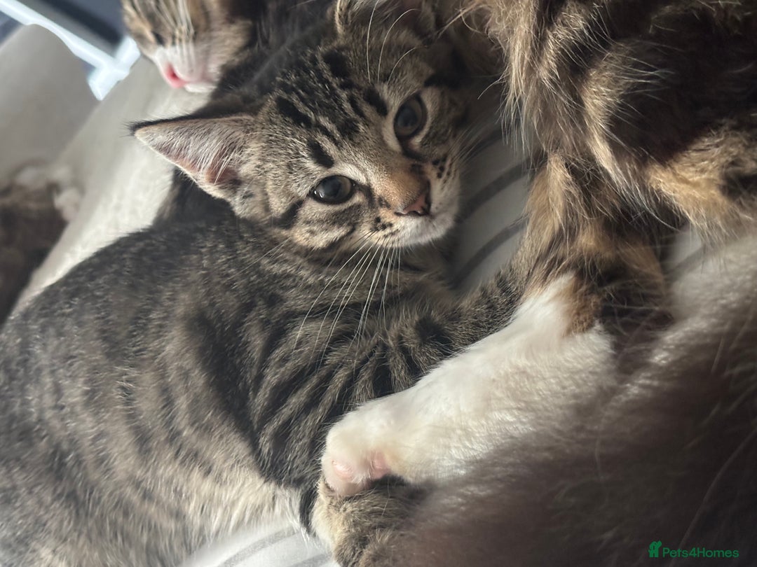 Mixed Breed cats for sale: READY NOW gorgeous brown tabby female kittens   in Ware - Image 7