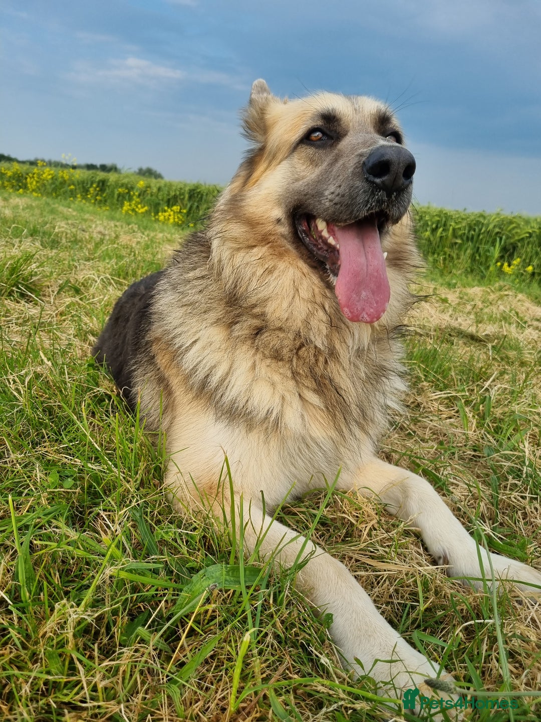 German Shepherd dogs for sale: 💛 German Shepherd Puppies – Full Pedigree Parents - Image 22