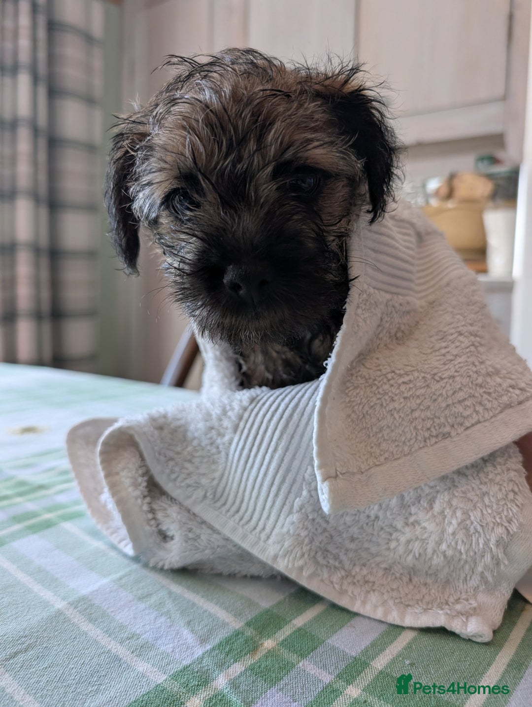 Border Terrier dogs for sale: HOME BRED GRIZZLY BORDER BOYS - Image 6