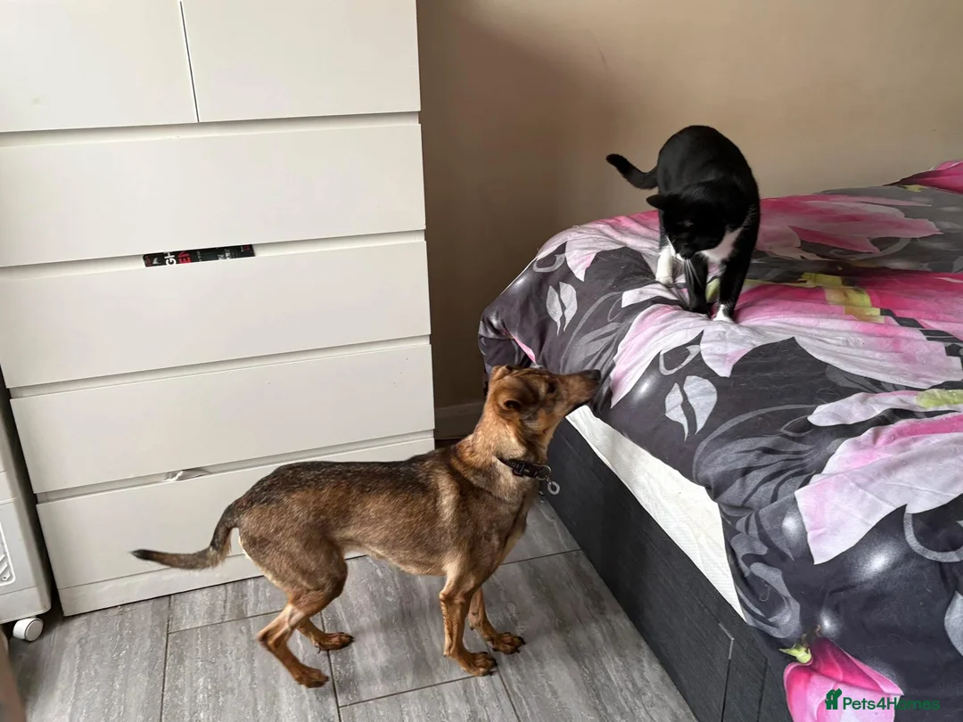 Mixed Breed dogs for adoption: Flora - Norwich Norfolk  - Advert 21