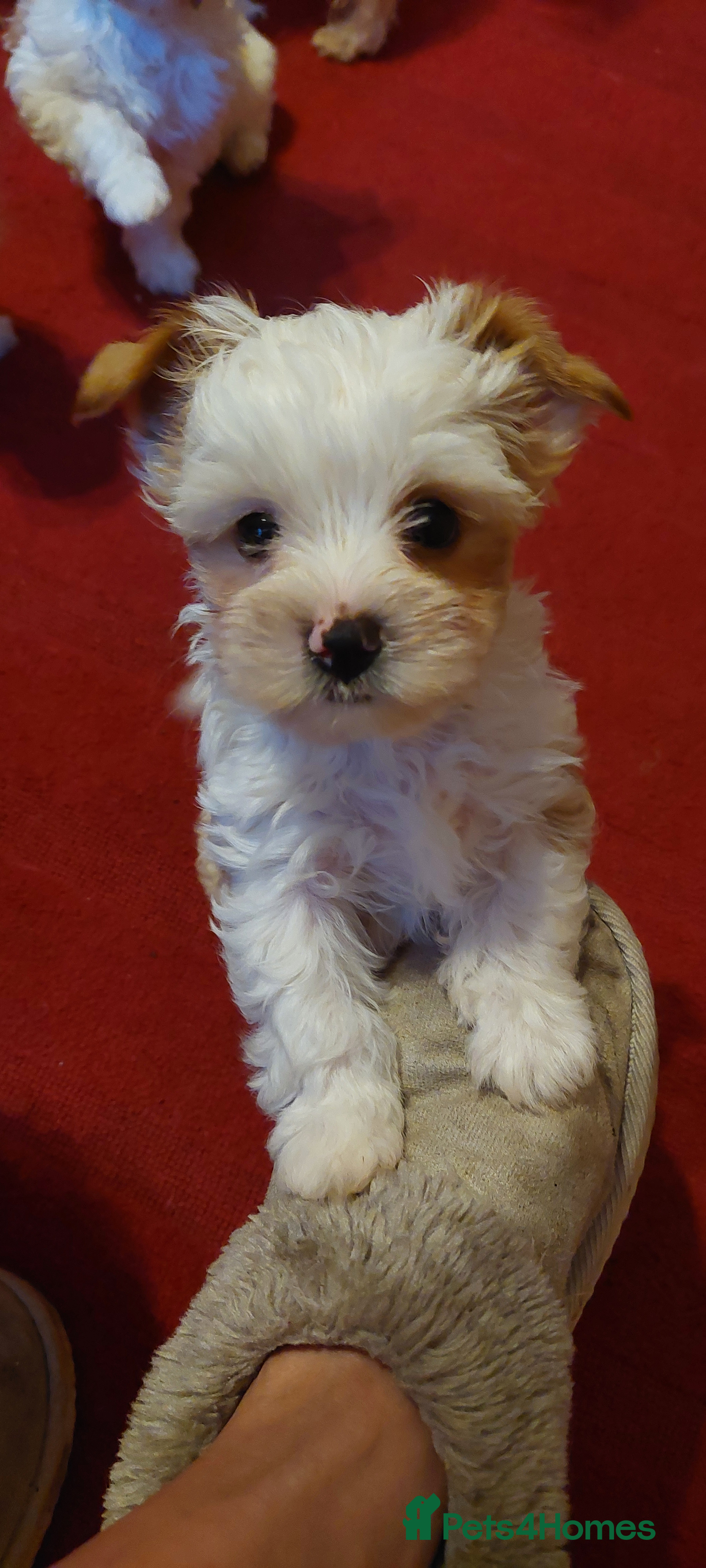 Yorkshire Terrier dogs wonderful puppies yorkshire terrier - Advert 1