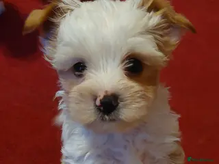 Yorkshire Terrier dogs wonderful puppies yorkshire terrier - Advert 1