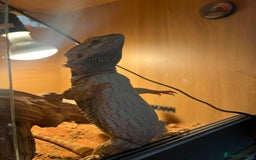 Bearded Dragon reptiles for sale: Miss-gendered handsome Bearded Dragon  - Image 5