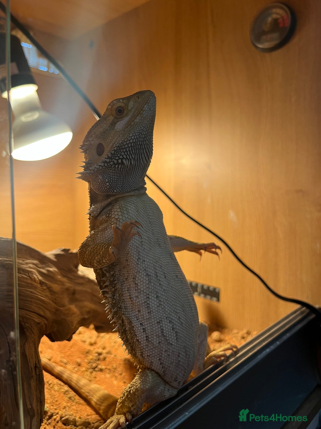 Bearded Dragon reptiles for sale: Miss-gendered handsome Bearded Dragon  - Image 5