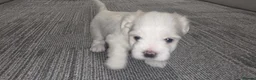 Maltese dogs for sale: Maltese puppies - Advert 5