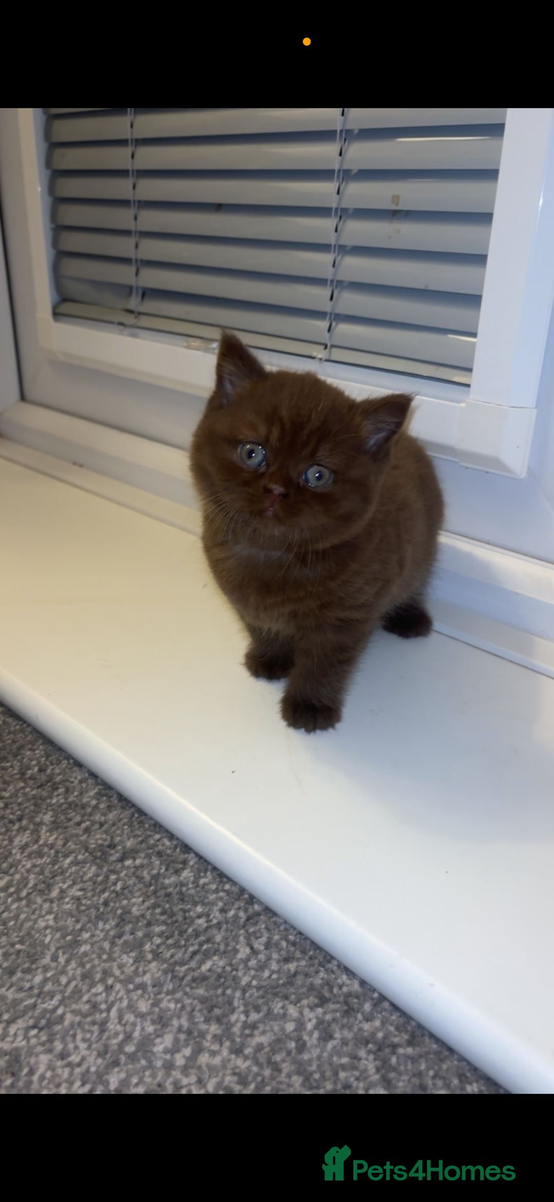 British Shorthair cats for sale: Beautiful British Shorthair Kittens  - Image 11