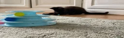 Maine Coon cats for sale: 2 Maine coon kittens  - Advert 14