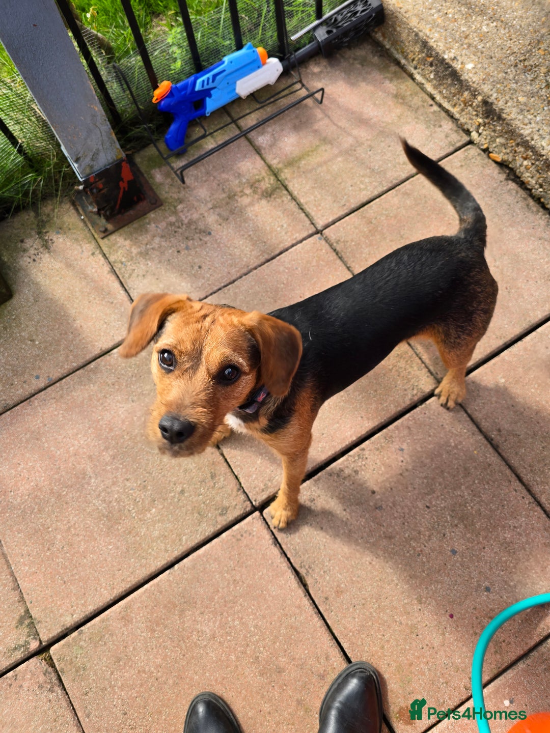 Mixed Breed dogs for adoption: Toby the Terrier - Image 8