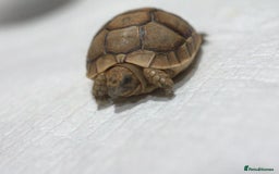 Tortoise reptiles for sale: Greek Tortoises for sale - Image 2