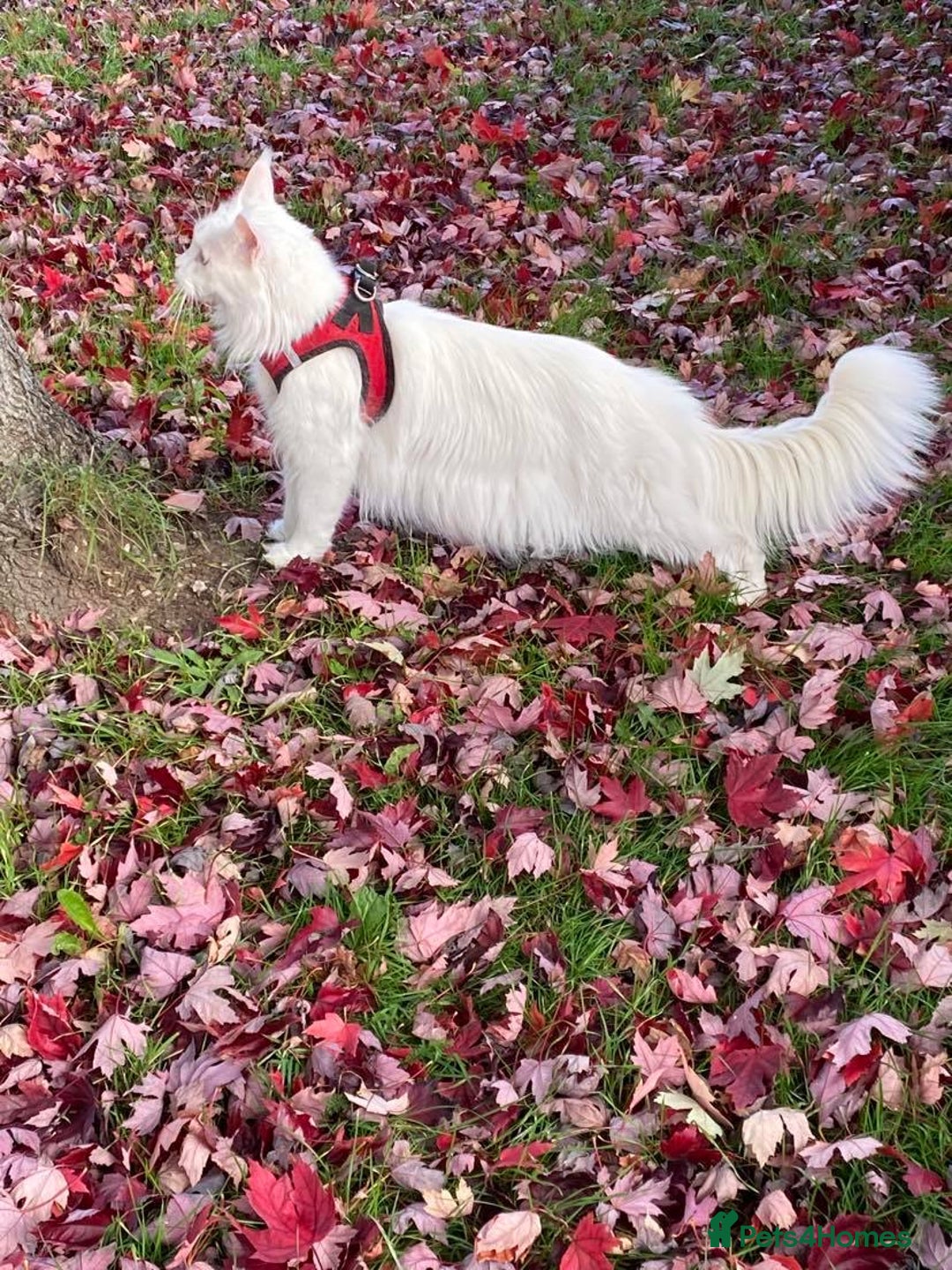 Maine Coon cats for sale: Beautiful White Maine Coon Male 6 Years Old £830  - Advert 5