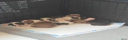 Boston Terrier dogs for sale: Boston Terrier Puppies  in Port Talbot - Advert 4