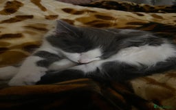 Domestic Shorthair cats for sale: FREE Milo LONGHAIRED - Image 5