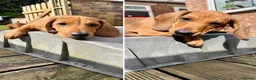 Dachshund dogs for sale: Standard Smooth Coat Dachshunds - Advert 4