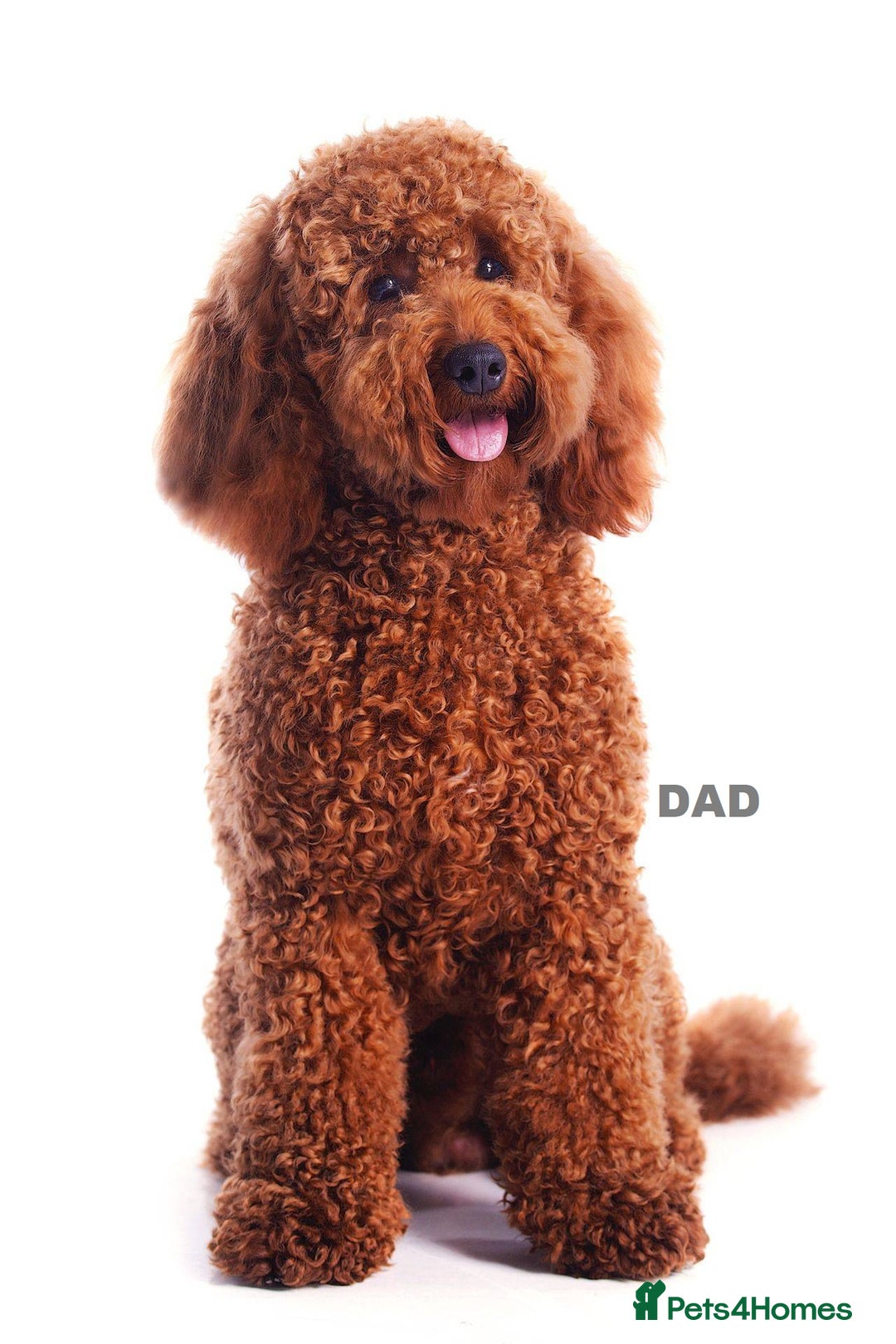 Mini Goldendoodle dogs for sale: Superb home-bred F1 Mini Goldendoodles KC parents - Advert 14