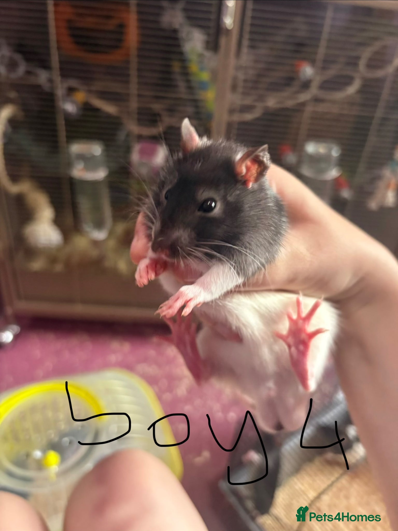 Rat rodents for sale: 5 males rats ready to leave on the 7th of june - Advert 4