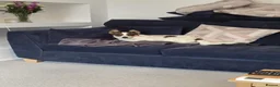 Mixed Breed dogs for adoption: 🐾🤍🤎 JESSY – LITTLE DOG, LOTS OF LOVE 🤎🤍🐾 in Wigan - Advert 20