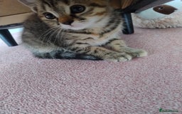 Ragdoll cats for sale: 5 lovely ragdoll X female kittens - Image 6