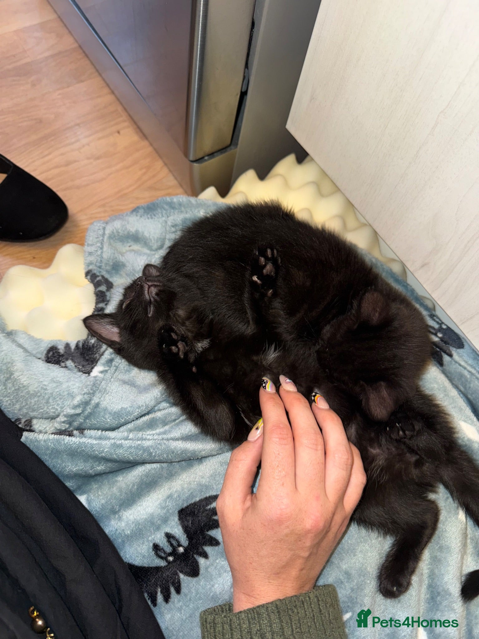 Mixed Breed cats 2 kittens ready for new homes  - Advert 6