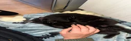 Mixed Breed cats for sale: 2 kittens ready for new homes  - Advert 3