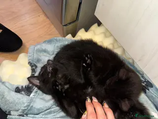 Mixed Breed cats 2 kittens ready for new homes - Advert 6