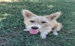 Mixed Breed dogs for adoption: A Gentle & Beautiful Girl - for a Loving Home - Image 1