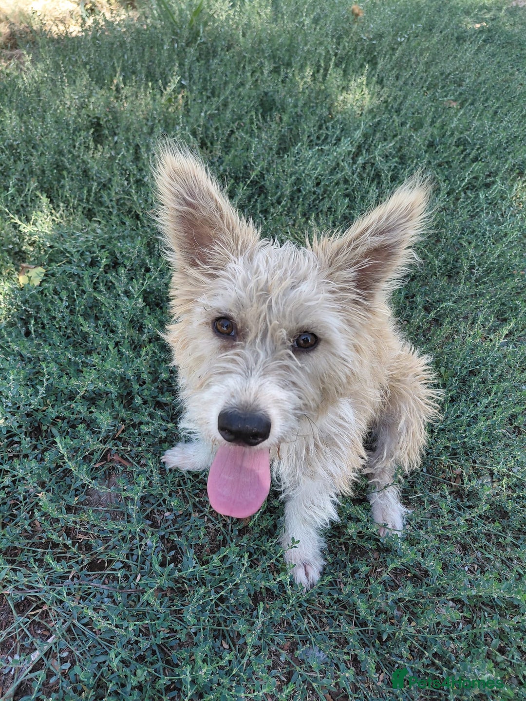 Mixed Breed dogs for adoption: A Gentle & Beautiful Girl - for a Loving Home - Image 1