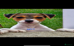 Jack Russell dogs for sale: Jack russel puppies  - Image 5