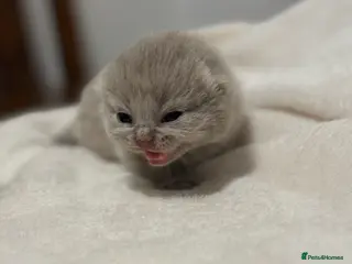 British Shorthair cats 💜Last Lilac -cream girl BSH , TICA - Advert 11
