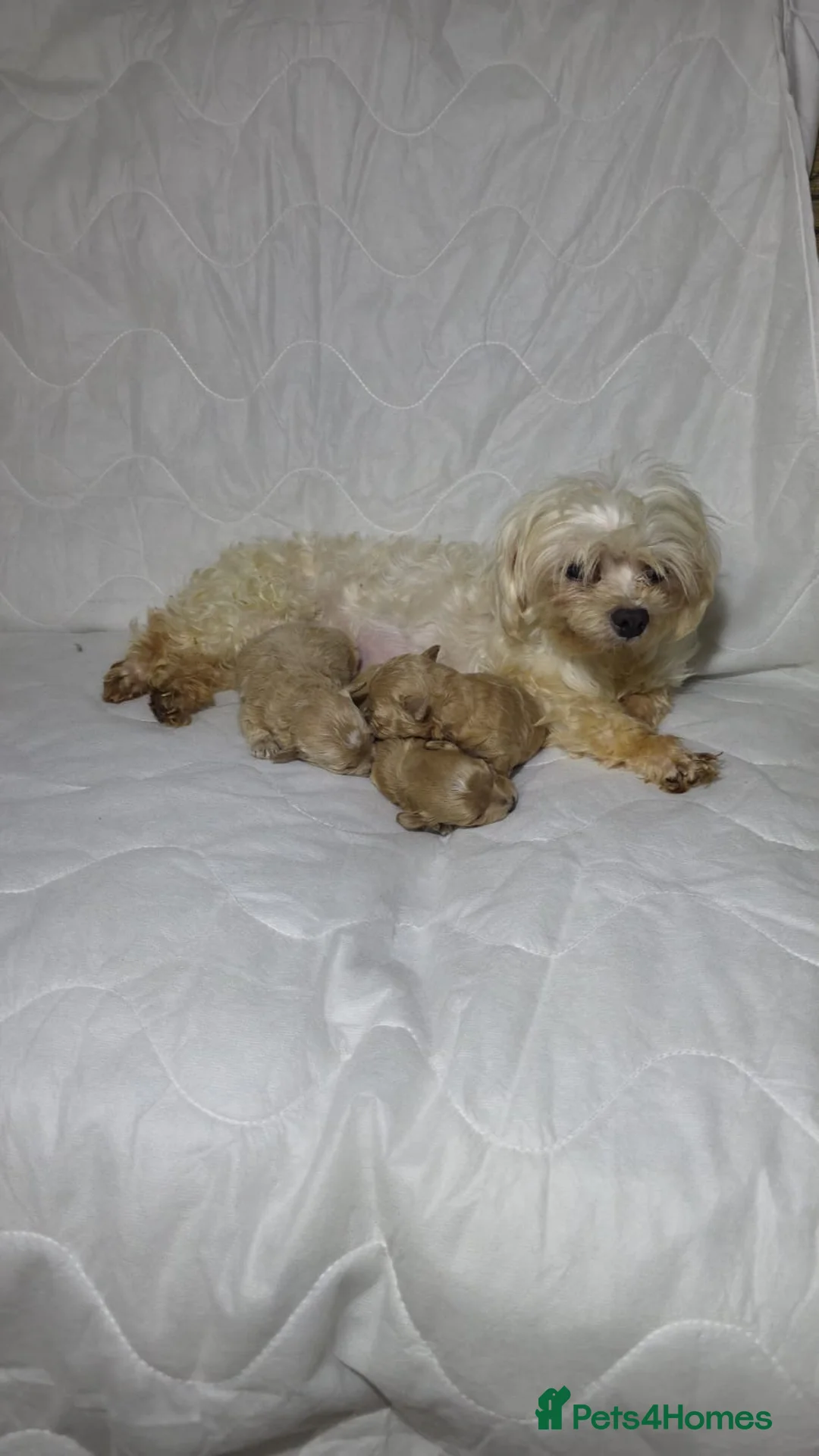 Maltipoo dogs for sale: Maltipoo Puppies – Two Beautiful Boys Available in London - Advert 2