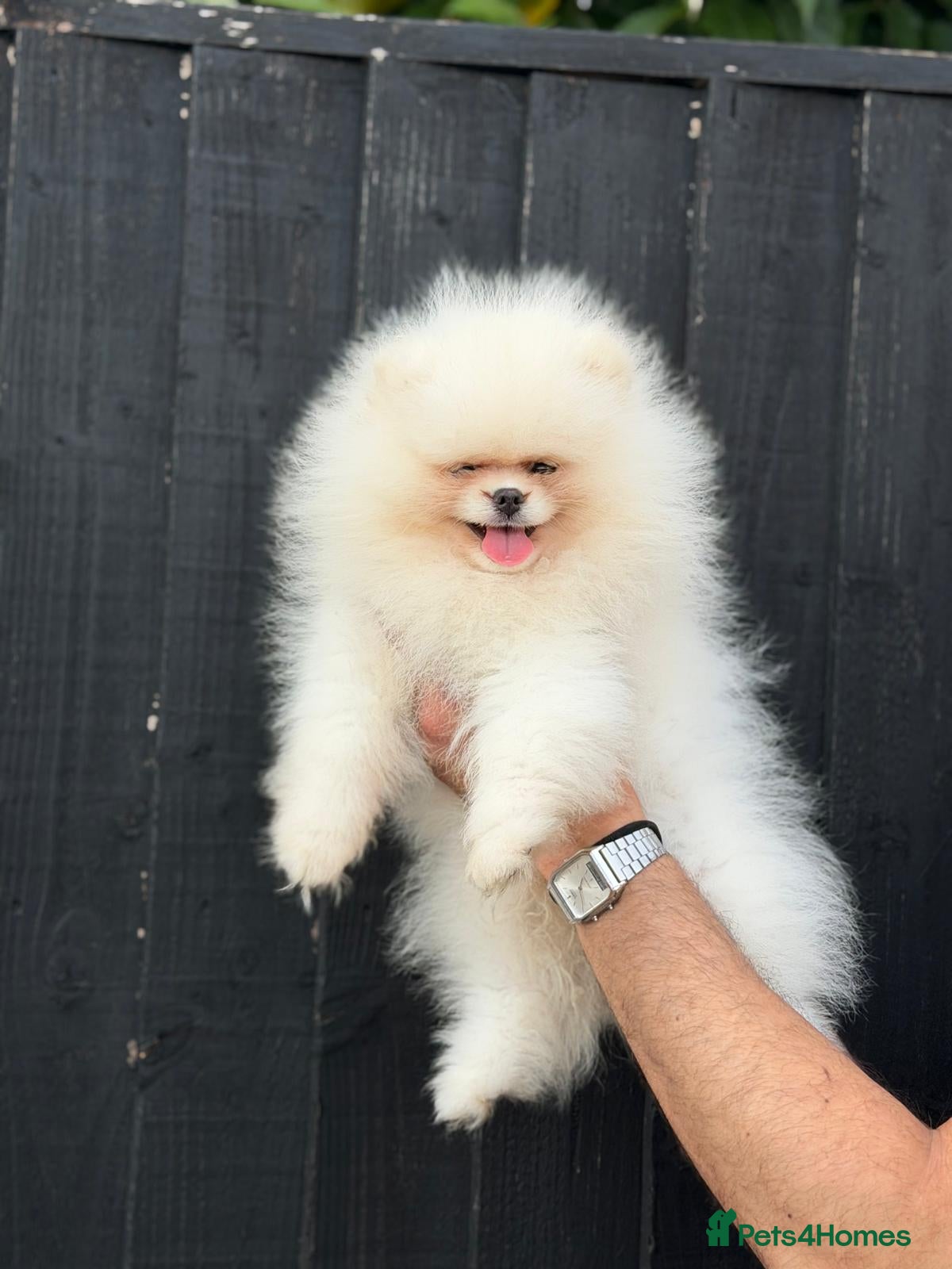 Pomeranian dogs     Luxury White Pomeranian Puppies  - Advert 15