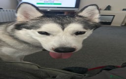 Alaskan Malamute dogs for sale: Malamute/husky - Image 2