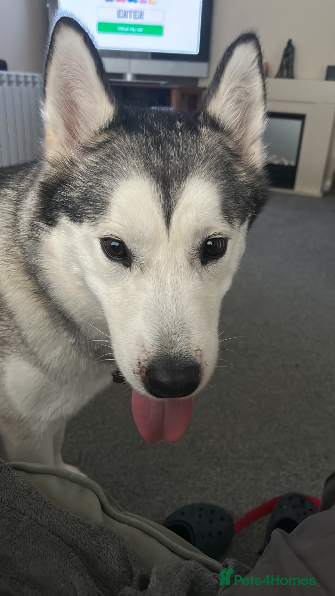 Alaskan Malamute dogs for sale: Malamute/husky - Image 2