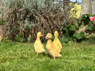 Ducks poultry Female ducklings - Advert 4