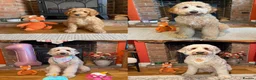 Labradoodle dogs for sale: Labradoodles 11th plus generation  - Advert 23