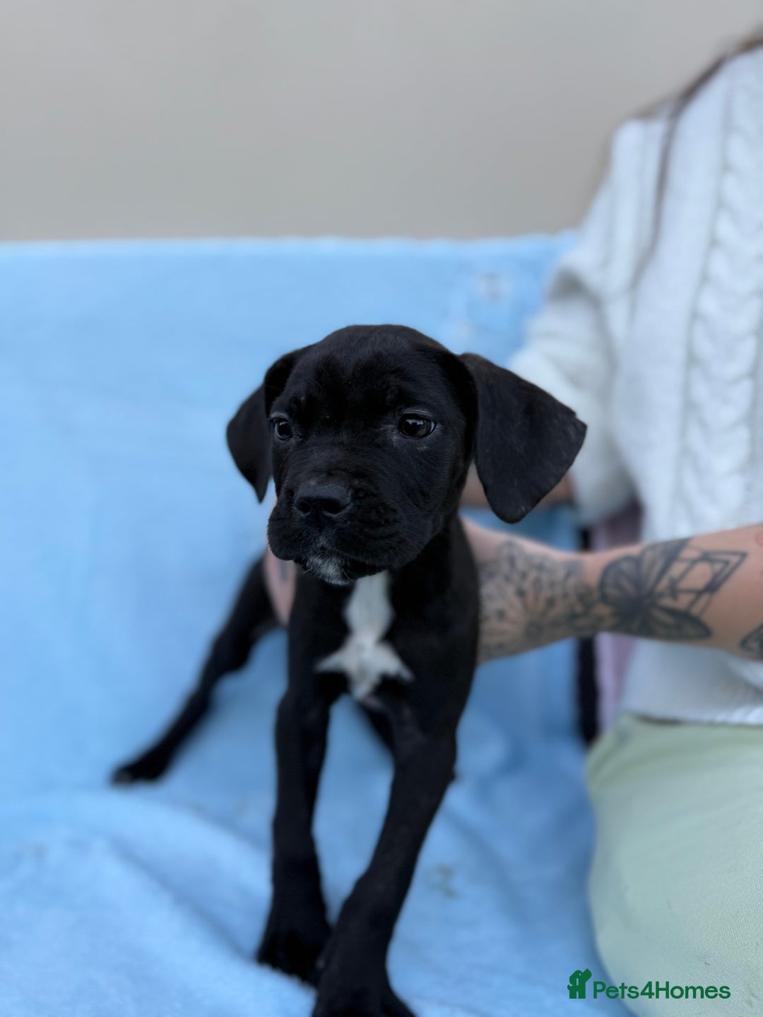 Cane Corso dogs for sale: 5 Gorgeous Black Cane Corsos ready to go🤍 - Advert 8