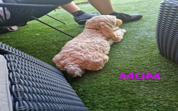Cavapoo dogs for sale: 5* Beautiful cavapoo puppies 🐶 in Swansea - Image 20