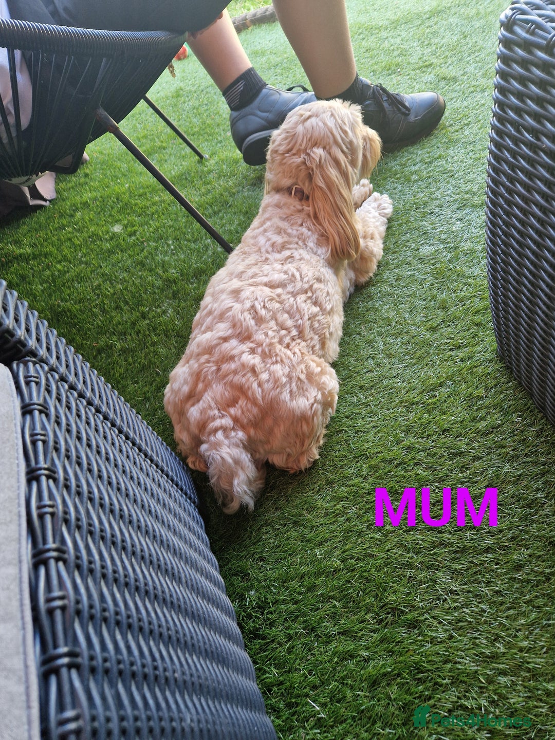 Cavapoo dogs for sale: 5* Beautiful cavapoo puppies 🐶 in Swansea - Image 20