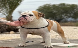 English Bulldog dogs for sale: Bulldog red white .  - Image 1