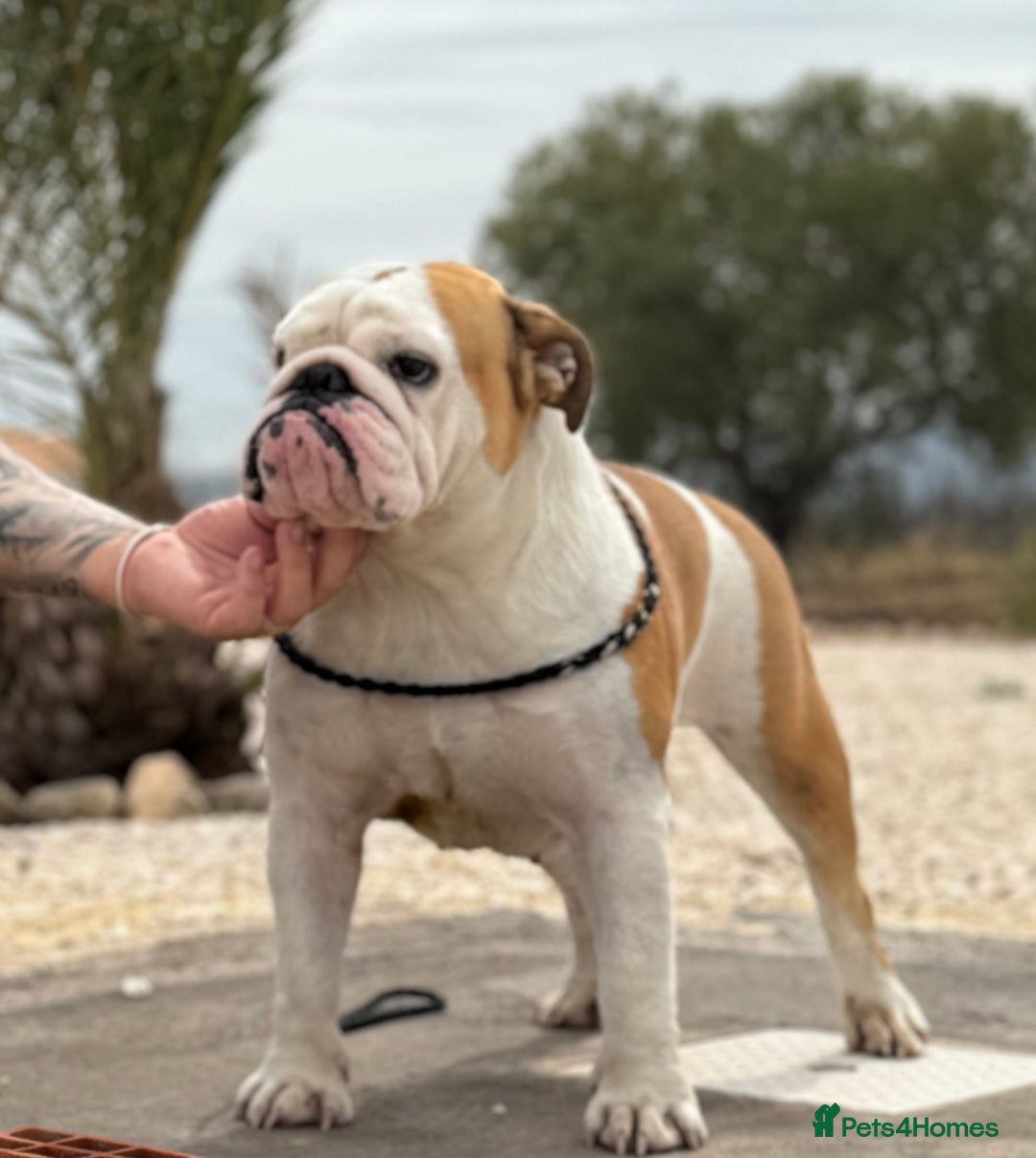 English Bulldog dogs for sale: Bulldog red white .  - Image 1