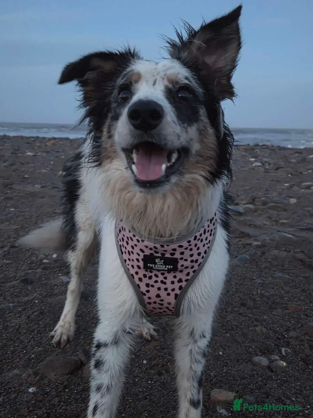 Border Collie dogs for sale: Female border collie - Advert 1