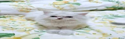 Persian cats for sale: Persian  - Advert 7