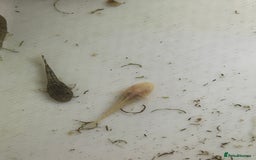 Live Bearers fish for sale: Mixed fish - Image 12