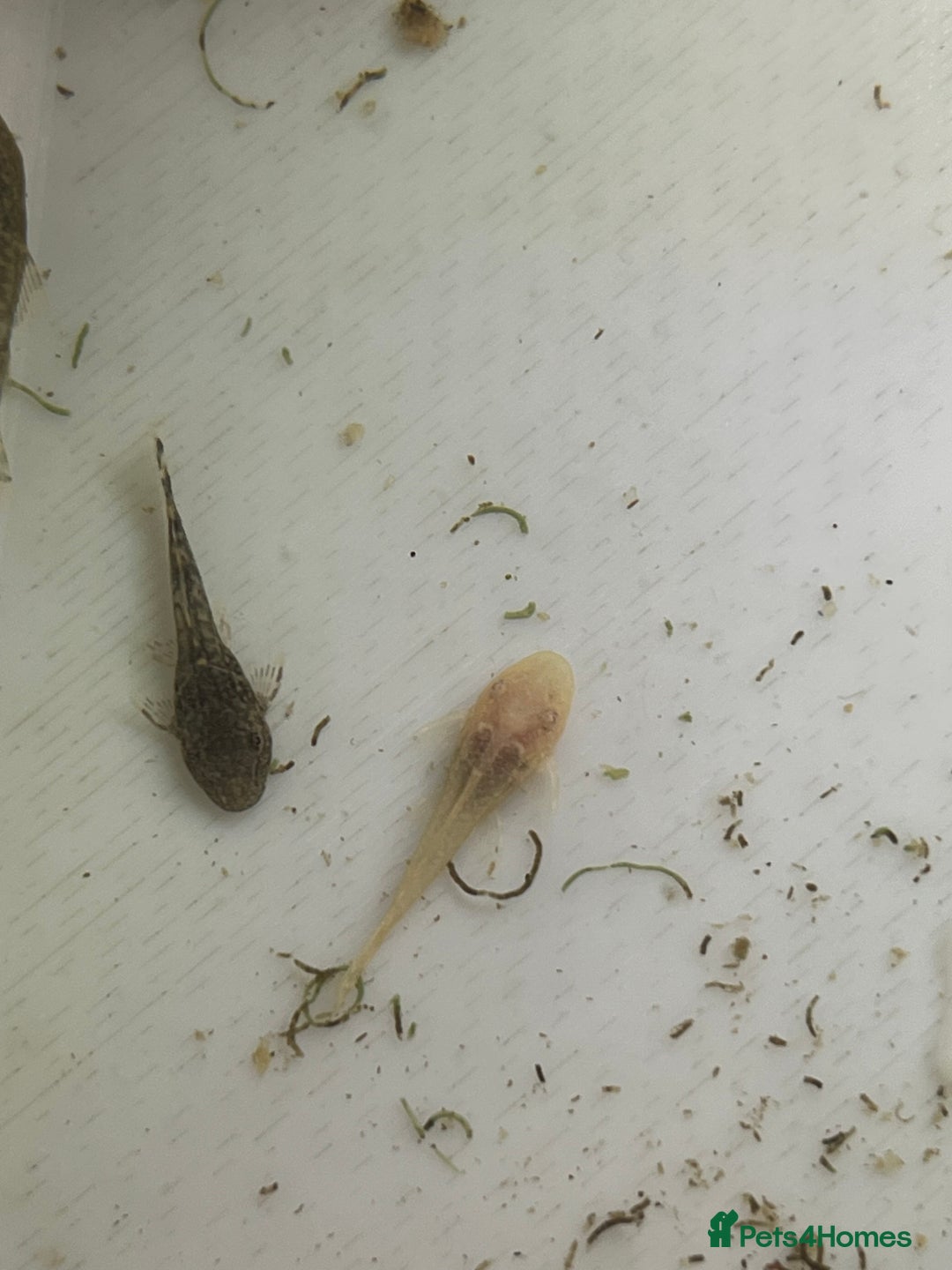 Live Bearers fish for sale: Mixed fish - Image 12