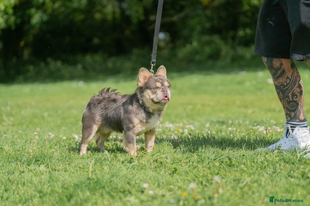 French Bulldog dogs for sale: HIGH QUALITY FLUFFY FRENCHIES  - Advert 13